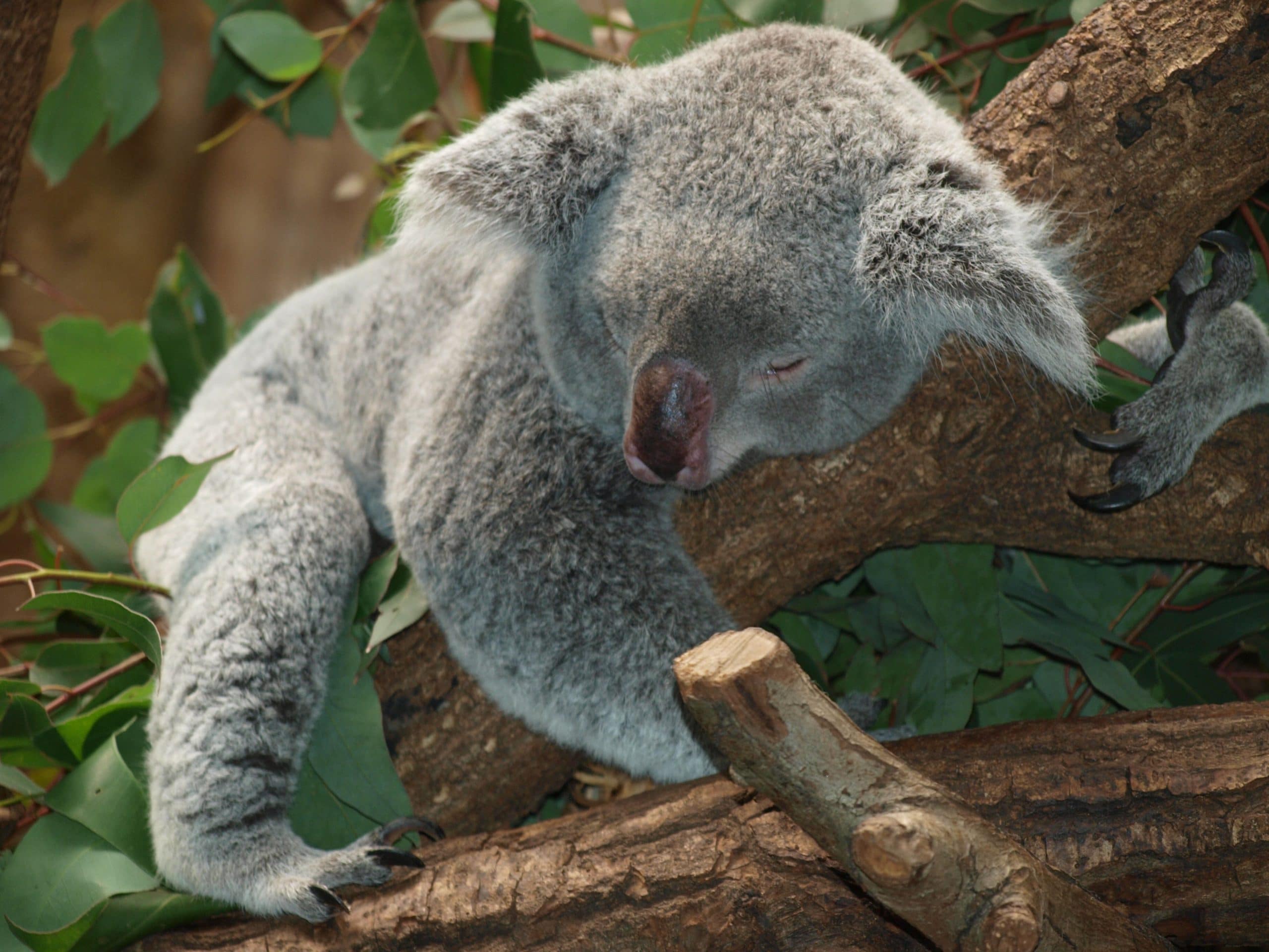 Koala  helped from little Aussie product.
